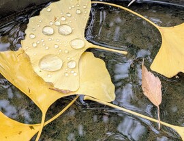 Polgárdi, 5 mm-t hozott a front