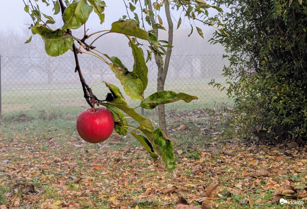 Polgárdi, első ködös reggelen 