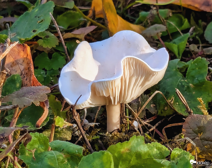 Felemelte a szoknyáját! :)