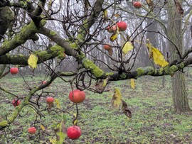 Polgárdi, almás ködös