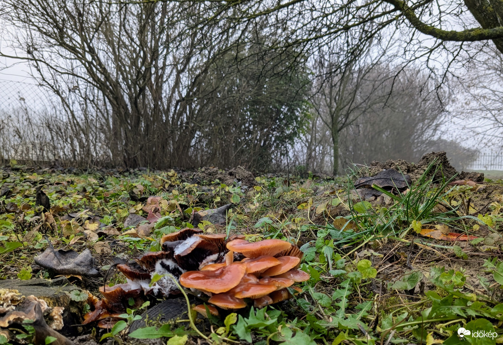 Polgárdi, gombás ködös 