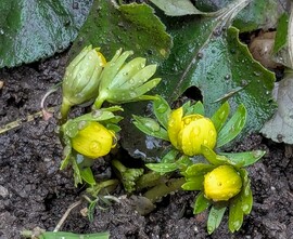 Polgárdi, a Téltemető nem tétlenkedett