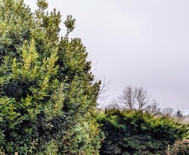 Polgárdi, hószállingózás, +2 C