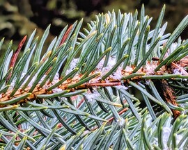 Polgárdi, elolvad a szállingózó hó