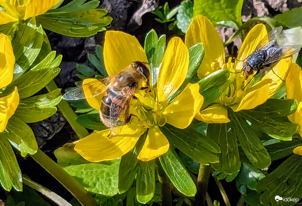 Polgárdi, vonzza a rovarokat :)