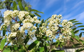 Madárberkenye