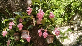 Óriás medinilla