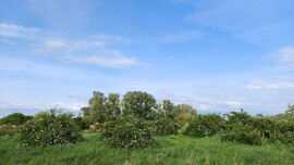 Jászjákóhalma