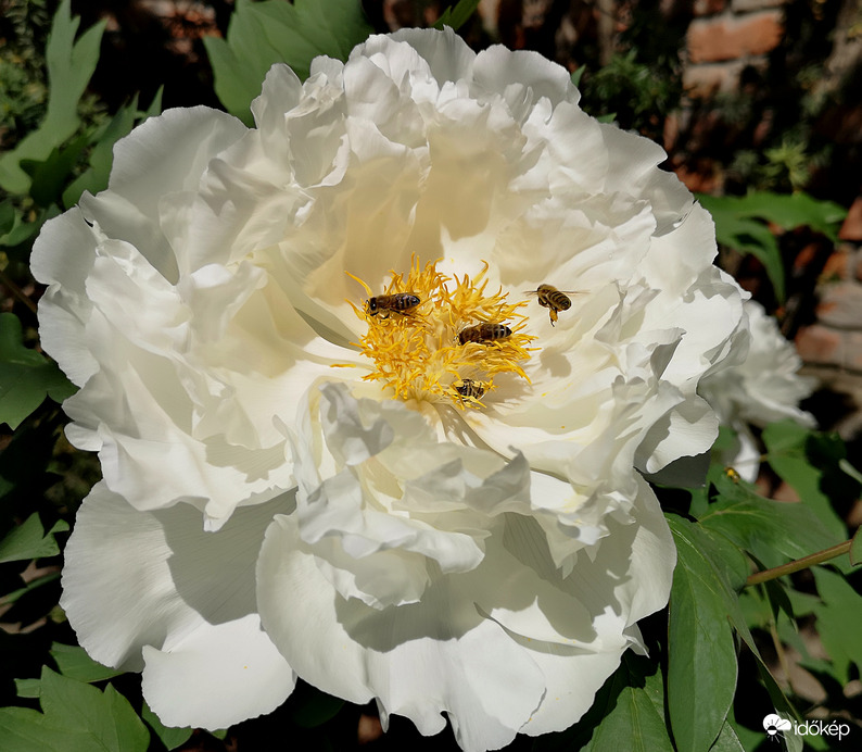 Virágporos mámorban