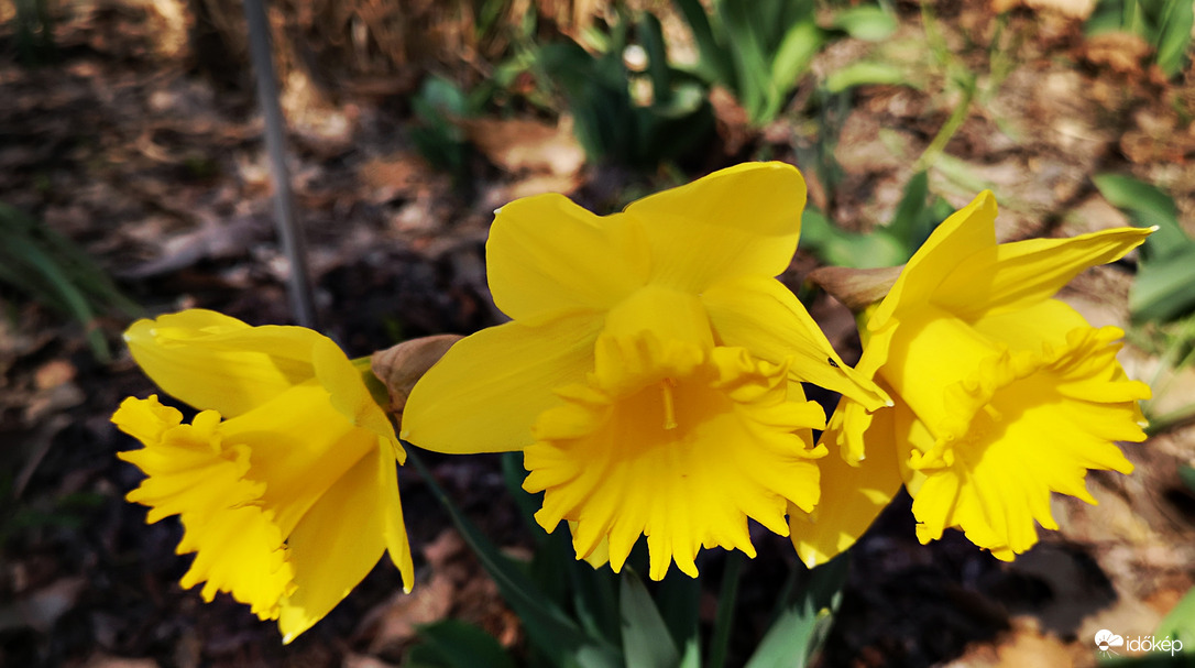Nárciszok