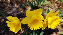Nárciszok