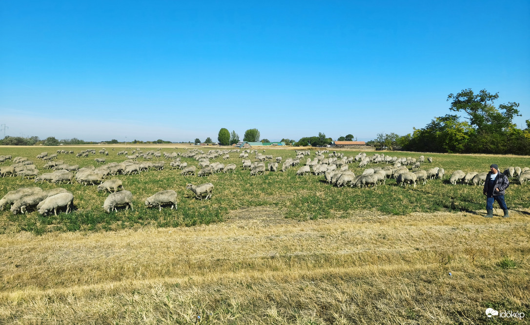 Birkanyáj a mezőn 
