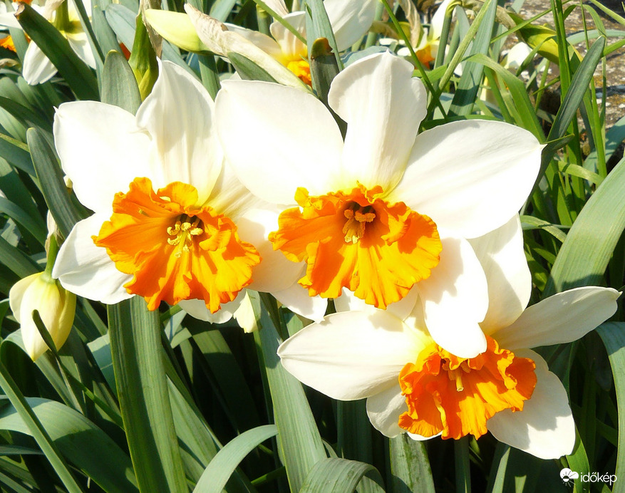 Nárciszok