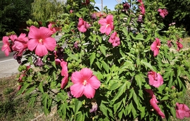 Mocsári hibiszkusz 