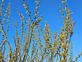 Méhlegelő a kék ég alatt 