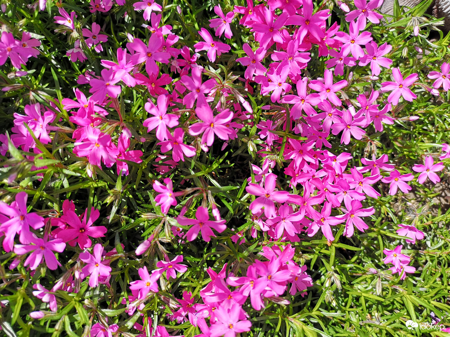 Árlevelű lángvirág 2.