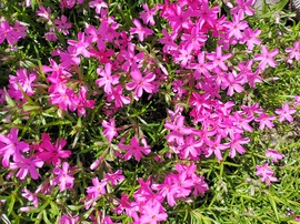 Árlevelű lángvirág 2.