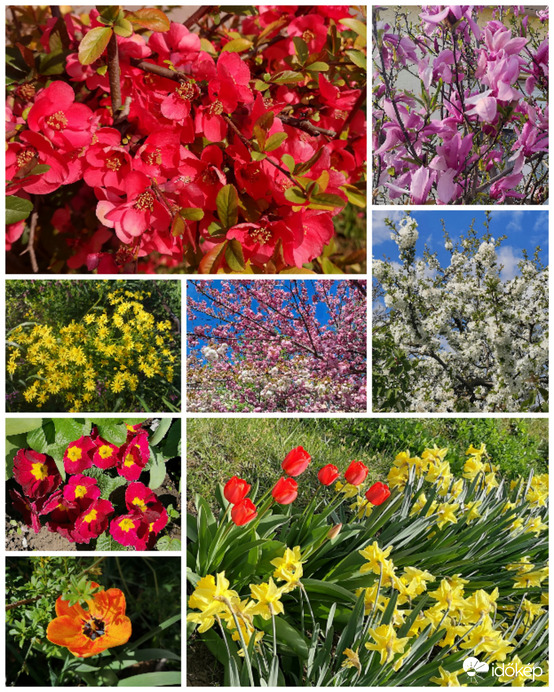 Tavaszi virágok, cserjék