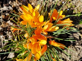 Napfényes krókuszok