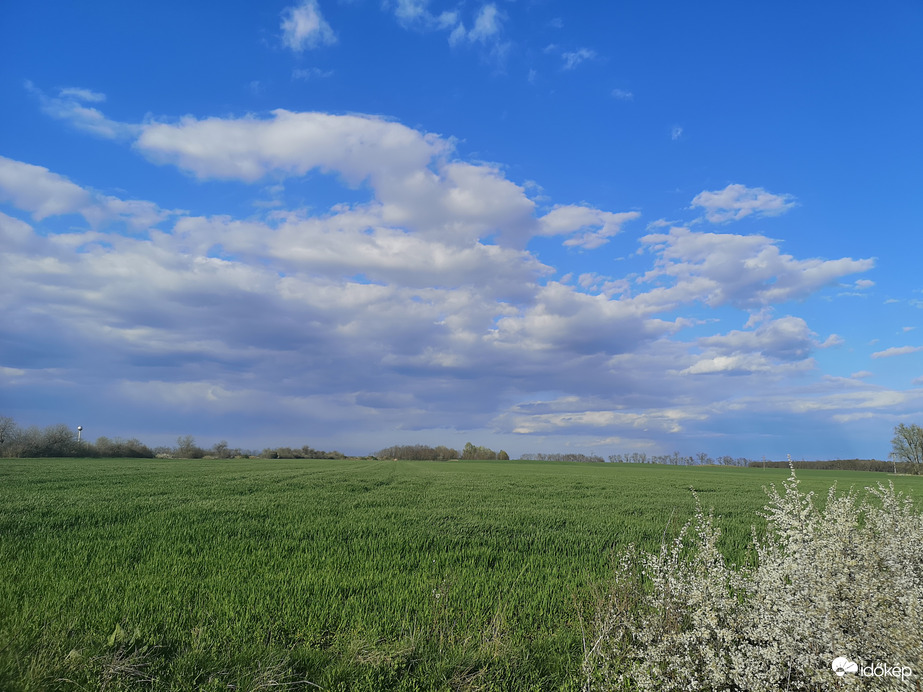 Zöldellő szántóföld 