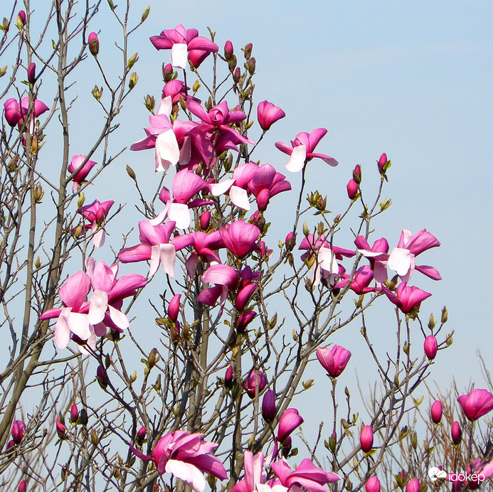 Magnólia virágzás
