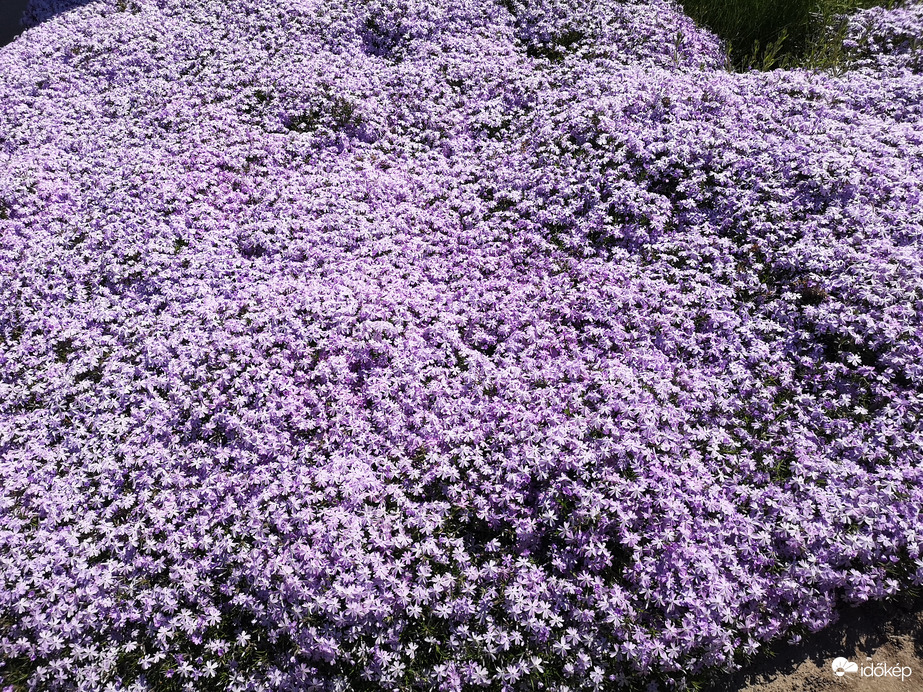 Árlevelű lángvirág 1.