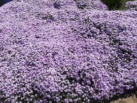 Árlevelű lángvirág 1.