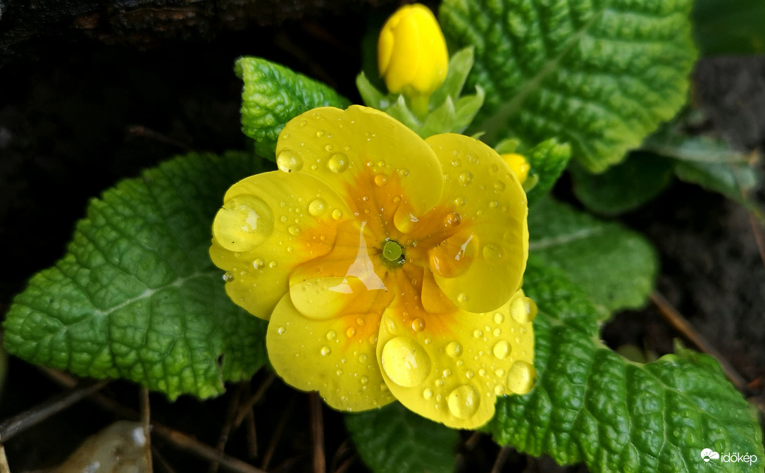 Primula