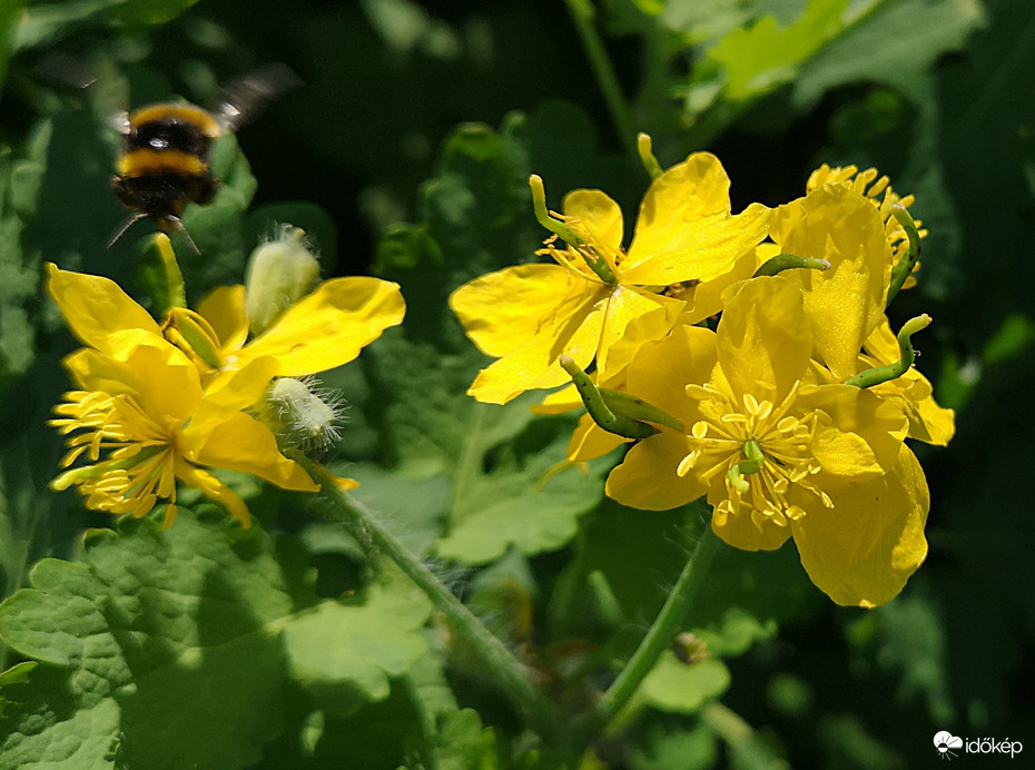 Vérehulló fecskefű