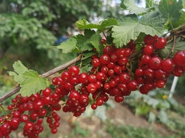 Nyári gyöngyszemek
