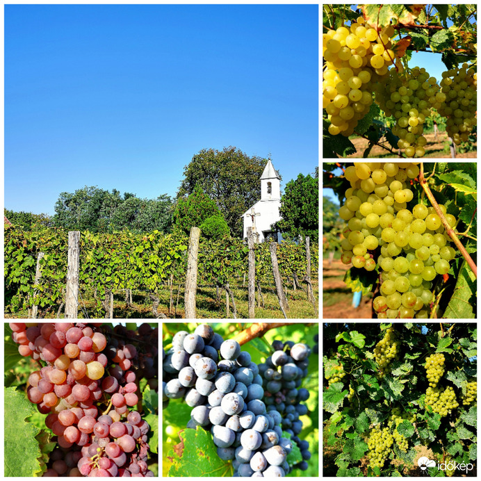 Érik a szőlő 