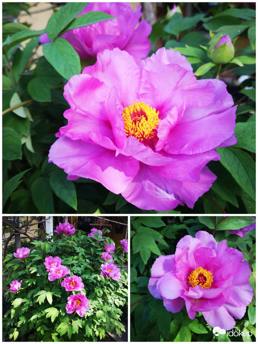 Bánáti bazsarózsa 