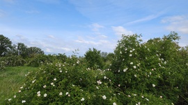 Vadrózsák