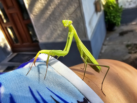 Kíváncsi látogató 