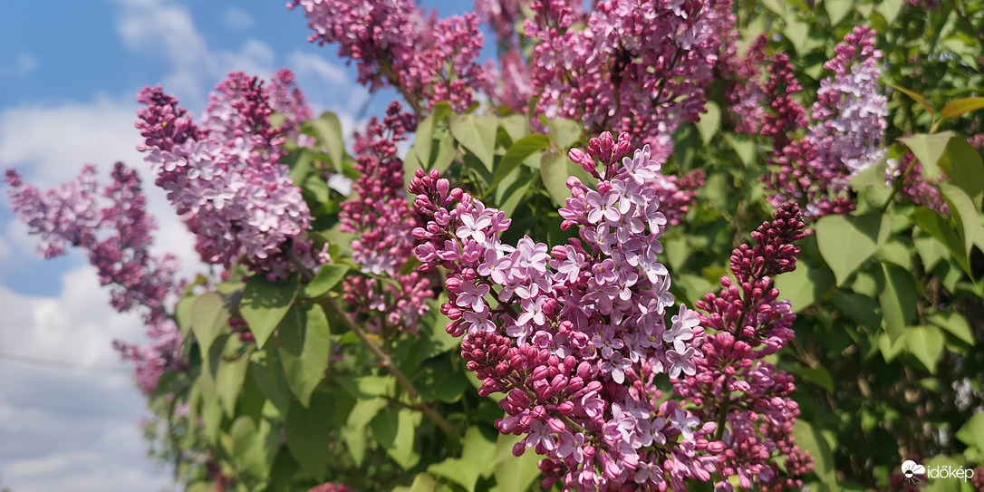 Nyílnak az orgonák