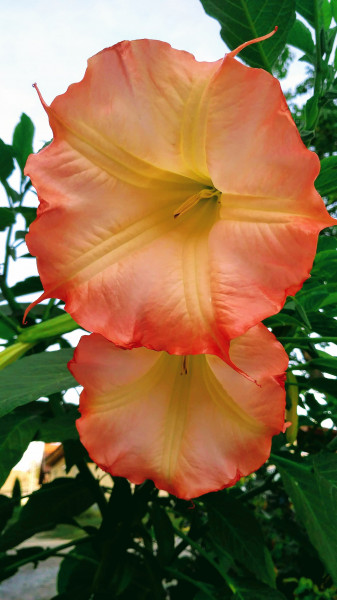 Angyaltrombita