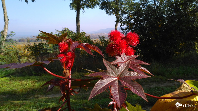 Ricinus