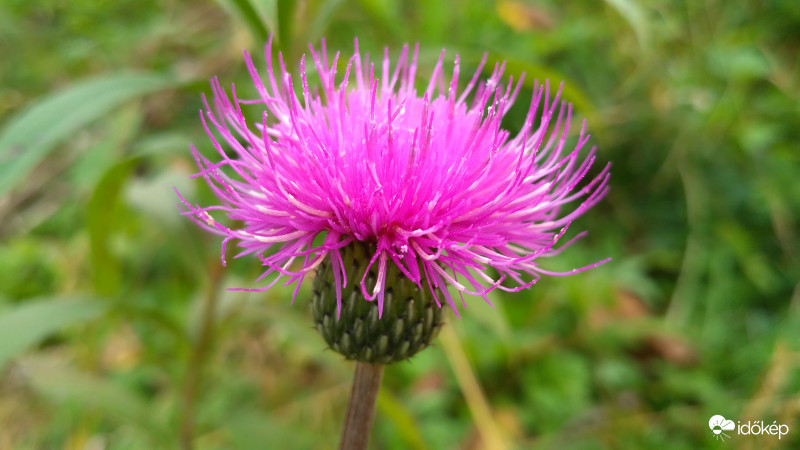 Sugaras zsoltina