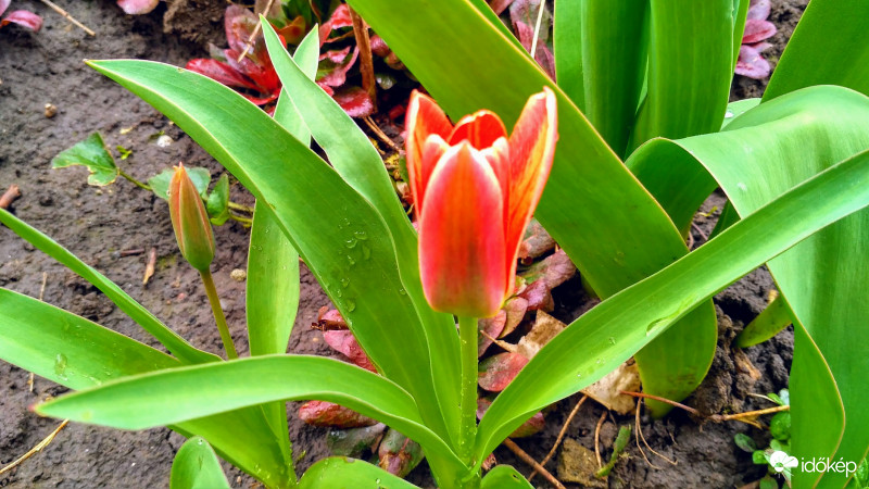 Első tulipán