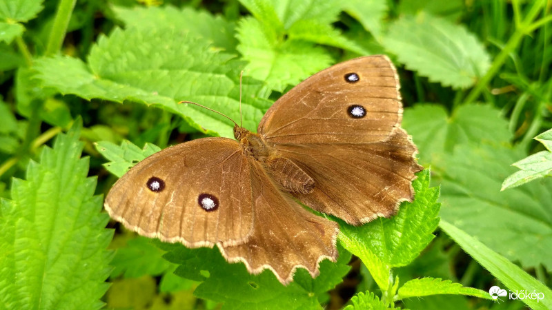 Feketeszemes lepke