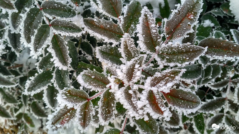 Kicsipkézve