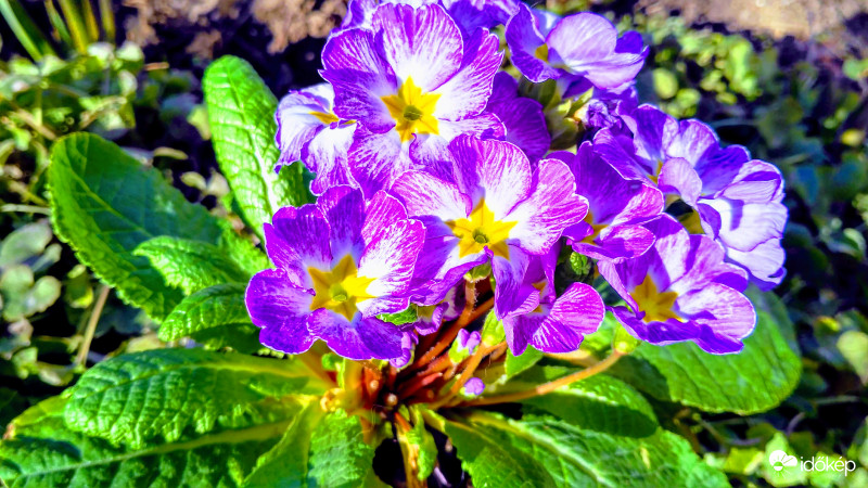 Primula