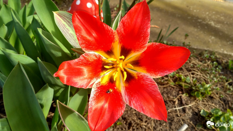 Tulipán