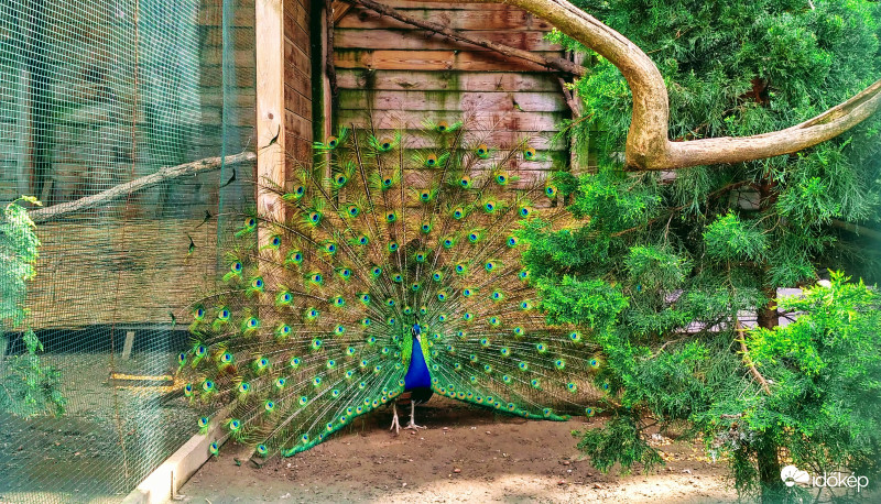 Páva