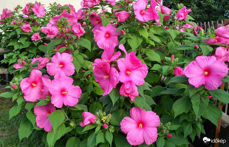 Óriás hibiszkusz