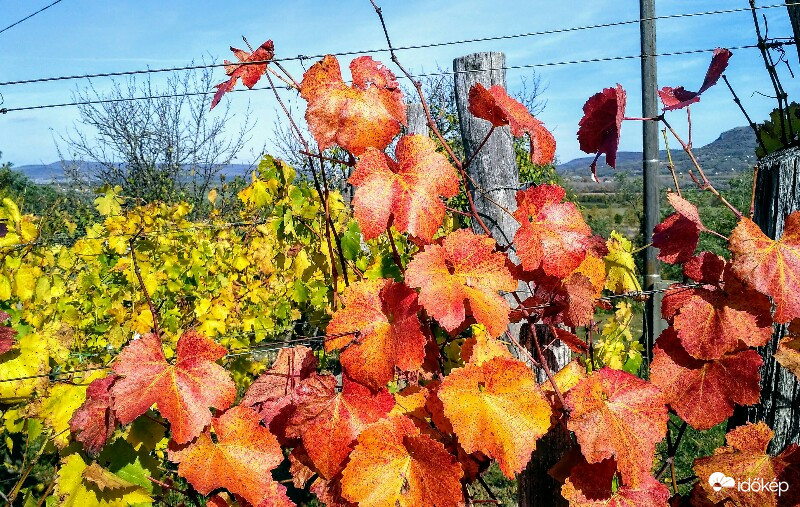 Szőlőhegyen