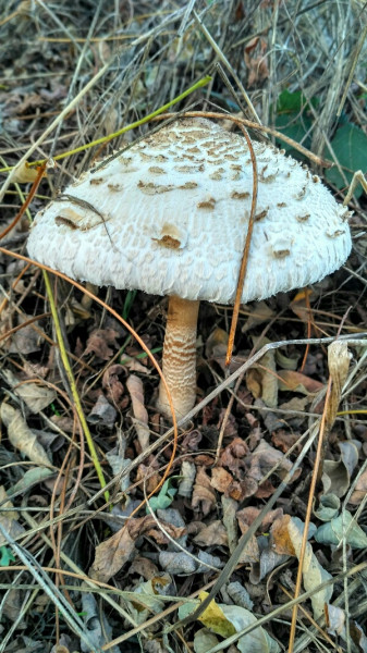 Nagy őzlábgomba