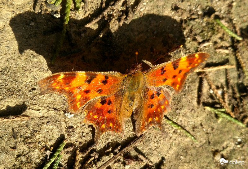 Pillangó