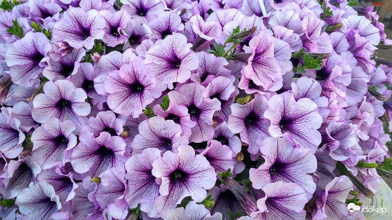 Petúnia