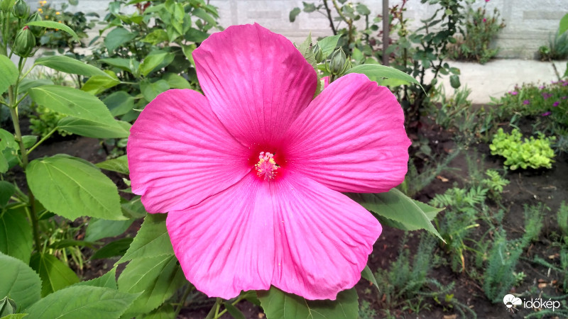 Mocsári hibiszkusz